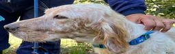 English Setter dogs for adoption: Valkiria in Alfreton - Advert 9