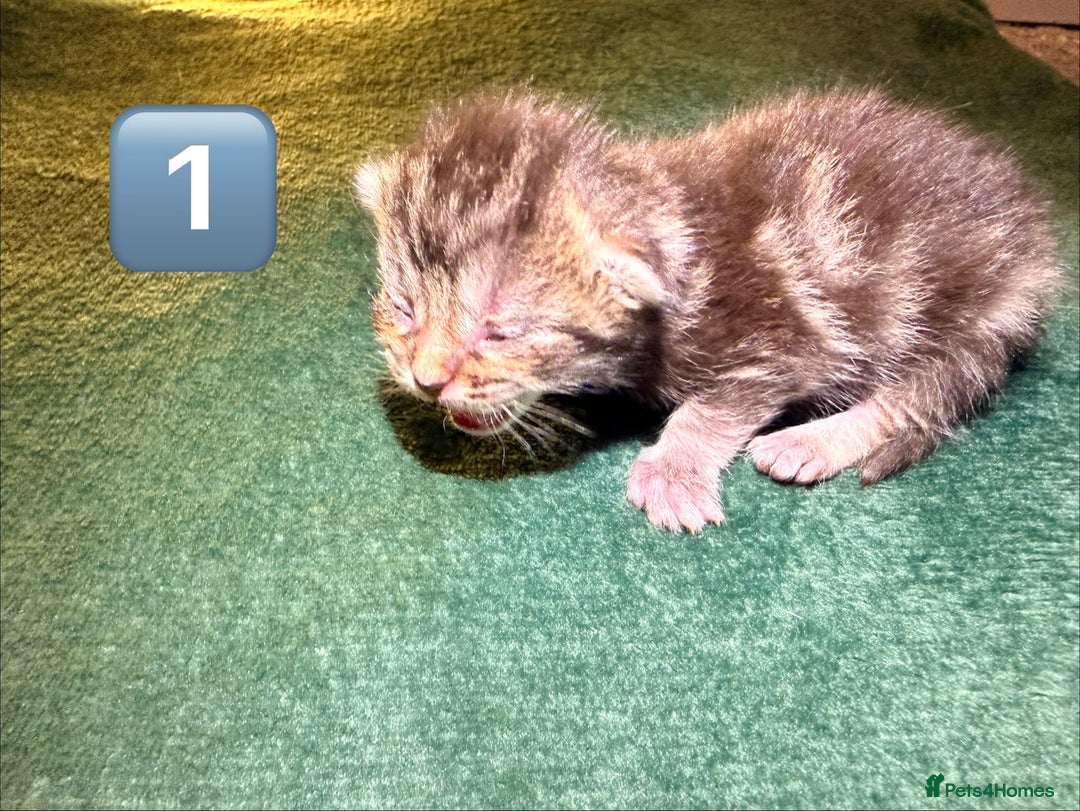 Maine Coon cats for sale: Gorgeous Fluffy Maine Coon Kittens  - Advert 4