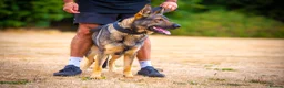 German Shepherd dogs for sale: Elite working line puppies. Repeat breeding! - Advert 3