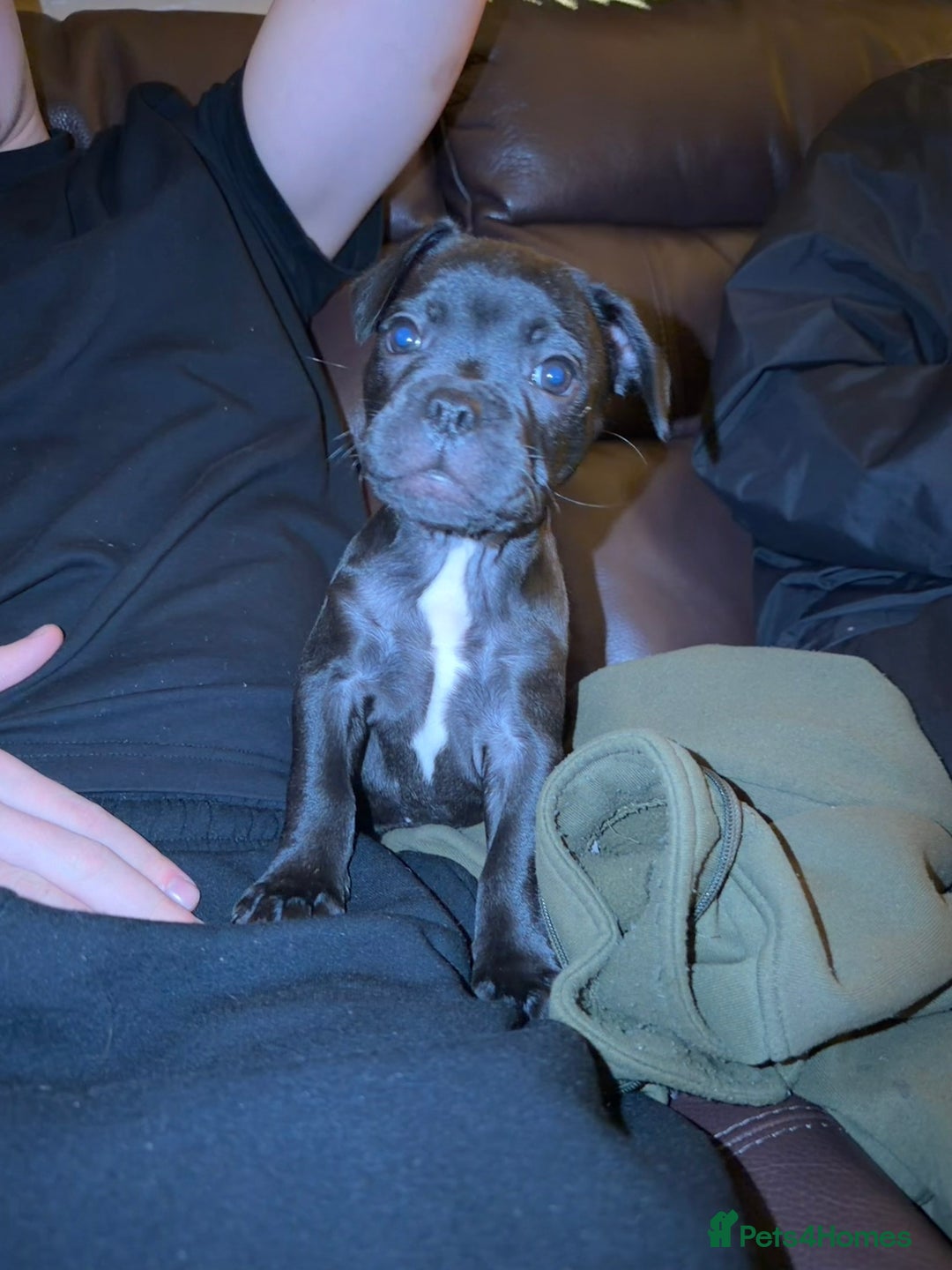 Mixed Breed dogs for sale: French staffys - Image 7