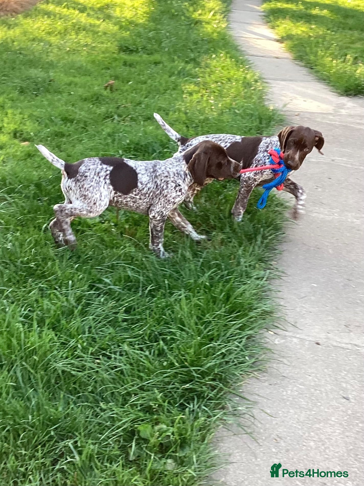 German Shorthaired Pointer dogs German Shorthaired Pointer pups for sale - Advert 2