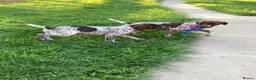 German Shorthaired Pointer dogs for sale: German Shorthaired Pointer pups for sale in Milnthorpe - Advert 1