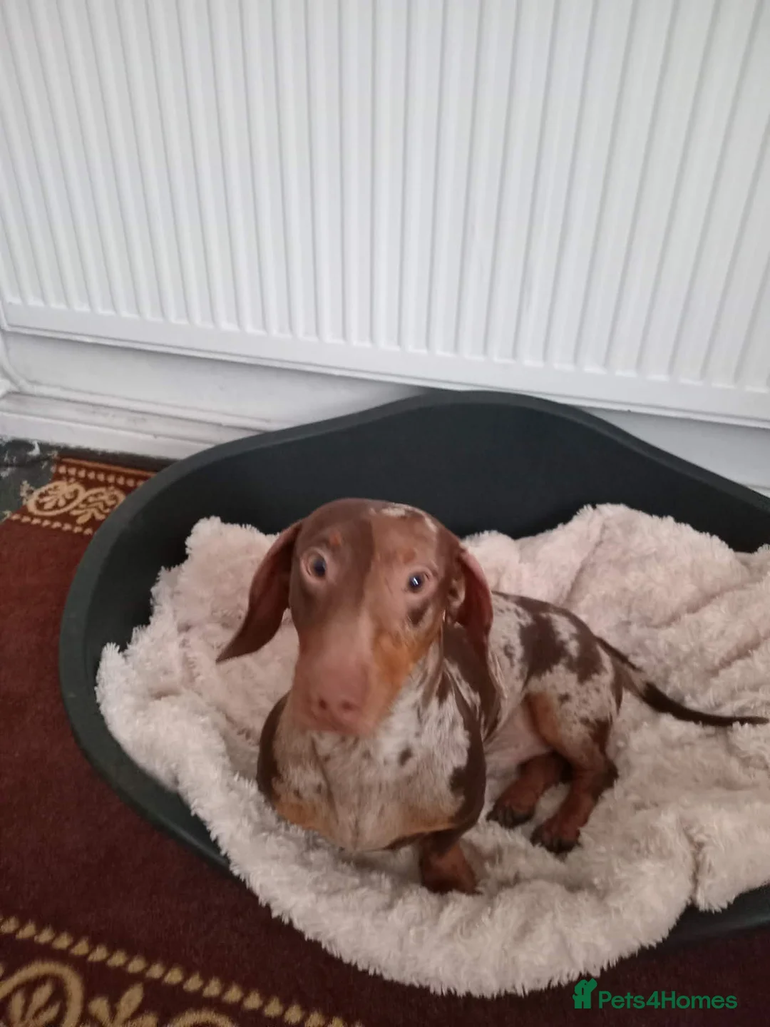 Miniature Dachshund dogs for sale: Stunning little boy - Advert 2