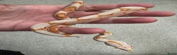 Boa Snake reptiles for sale: Common boas for sale  in Birmingham - Advert 1