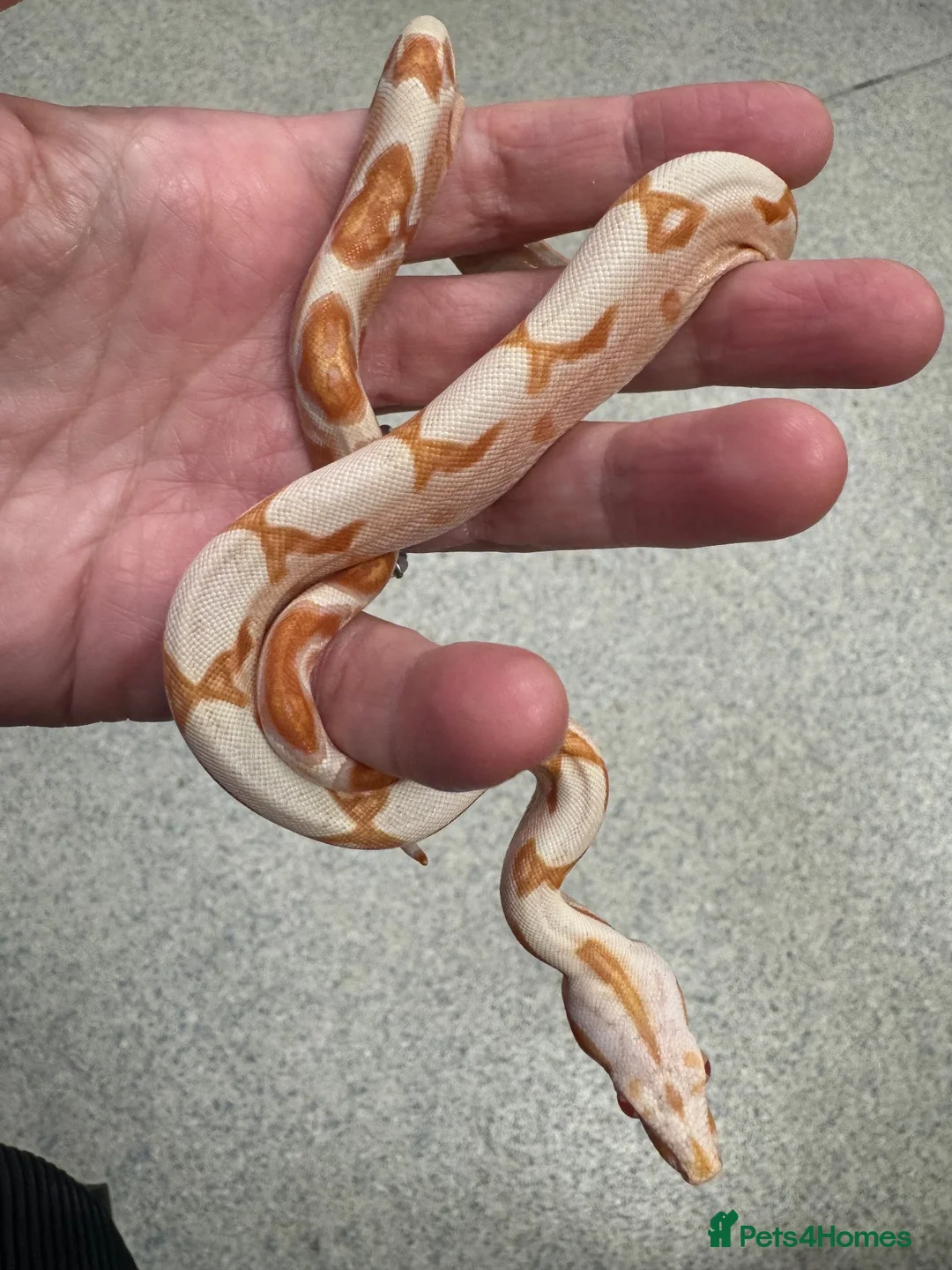 Boa Snake reptiles for sale: Common boas for sale  in Birmingham - Advert 1