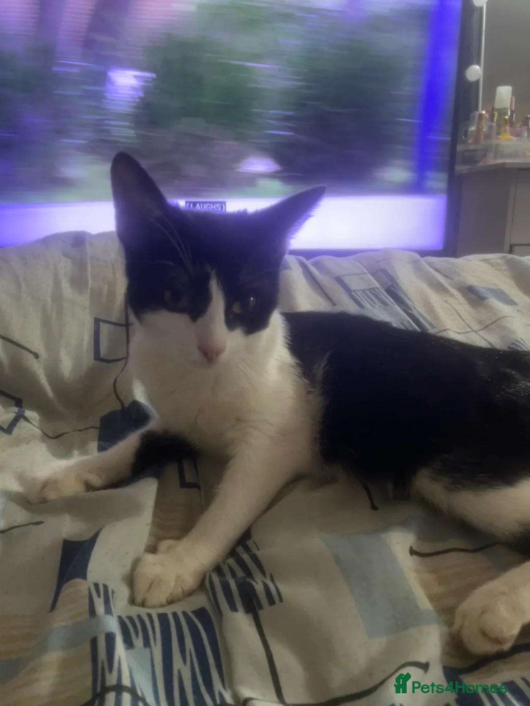 Mixed Breed cats for sale: Tuxedo cat  - Advert 1