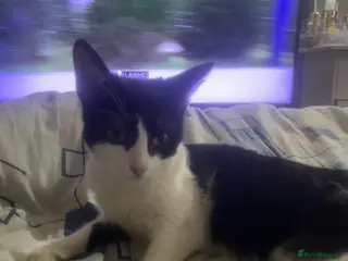 Mixed Breed cats Tuxedo cat - Advert 2