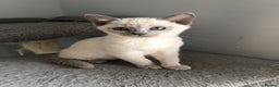 Tonkinese cats for sale: Tonkinese  - Advert 2