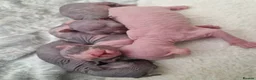 Sphynx cats for sale: Five Beautiful Thriving Sphynx Kittens  - Advert 2