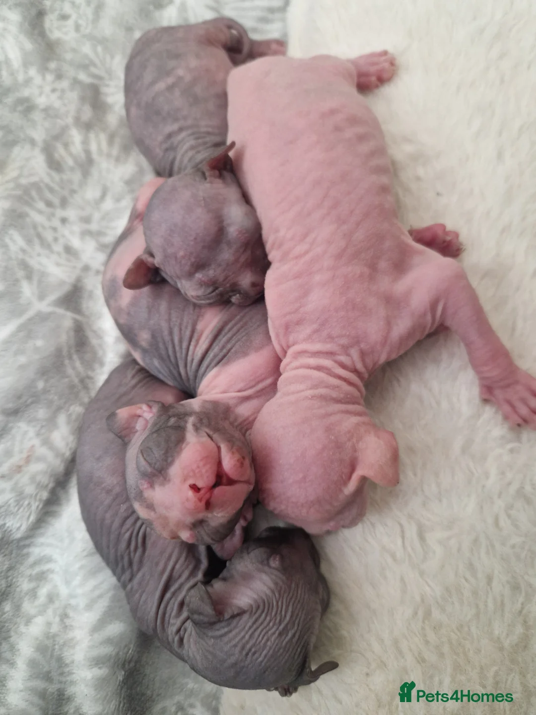Sphynx cats for sale: Five Beautiful Thriving Sphynx Kittens  - Advert 2