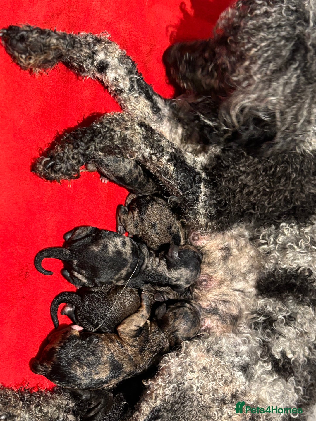 Miniature Poodle dogs for stud: Health tested red kc miniature poodle stud  in Doncaster - Advert 9