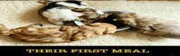 Shih Tzu dogs for sale: GORGEOUS MALSHI~POOS ~ SHIH TZU TYPE  - Advert 9