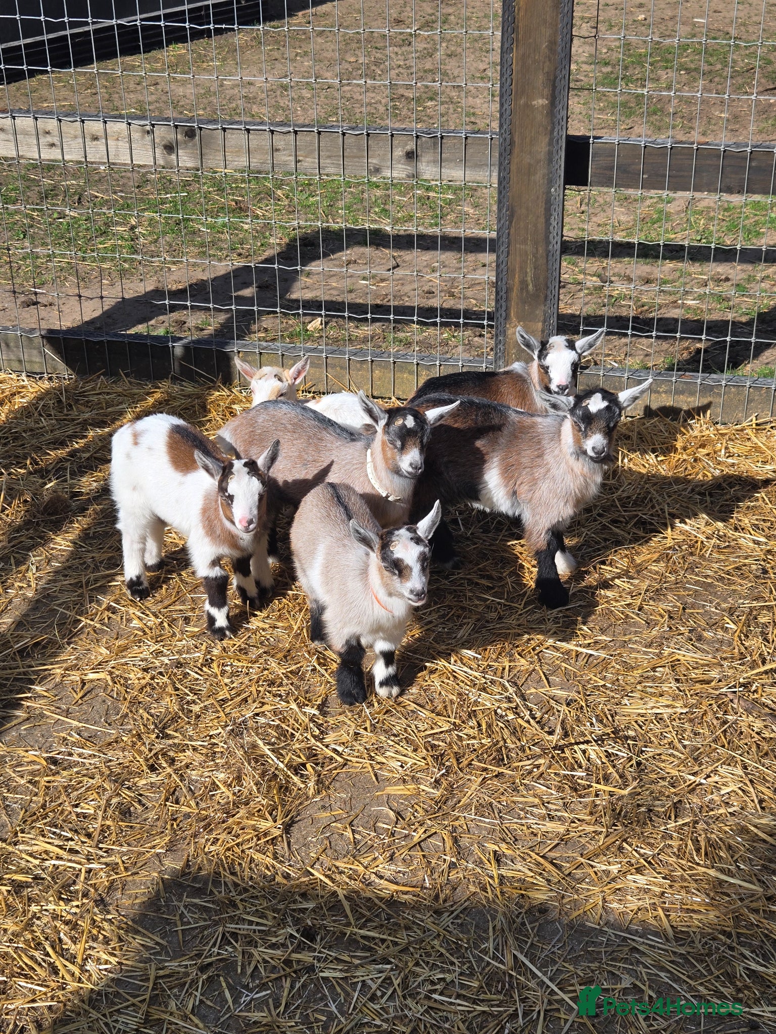 Goats livestock Very Cute DISBUDDED Pygmy Goat Kids - Advert 2