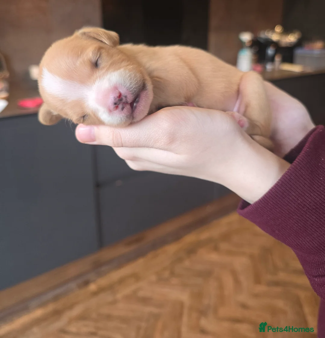 Mixed Breed dogs for sale: Floodles - Advert 2