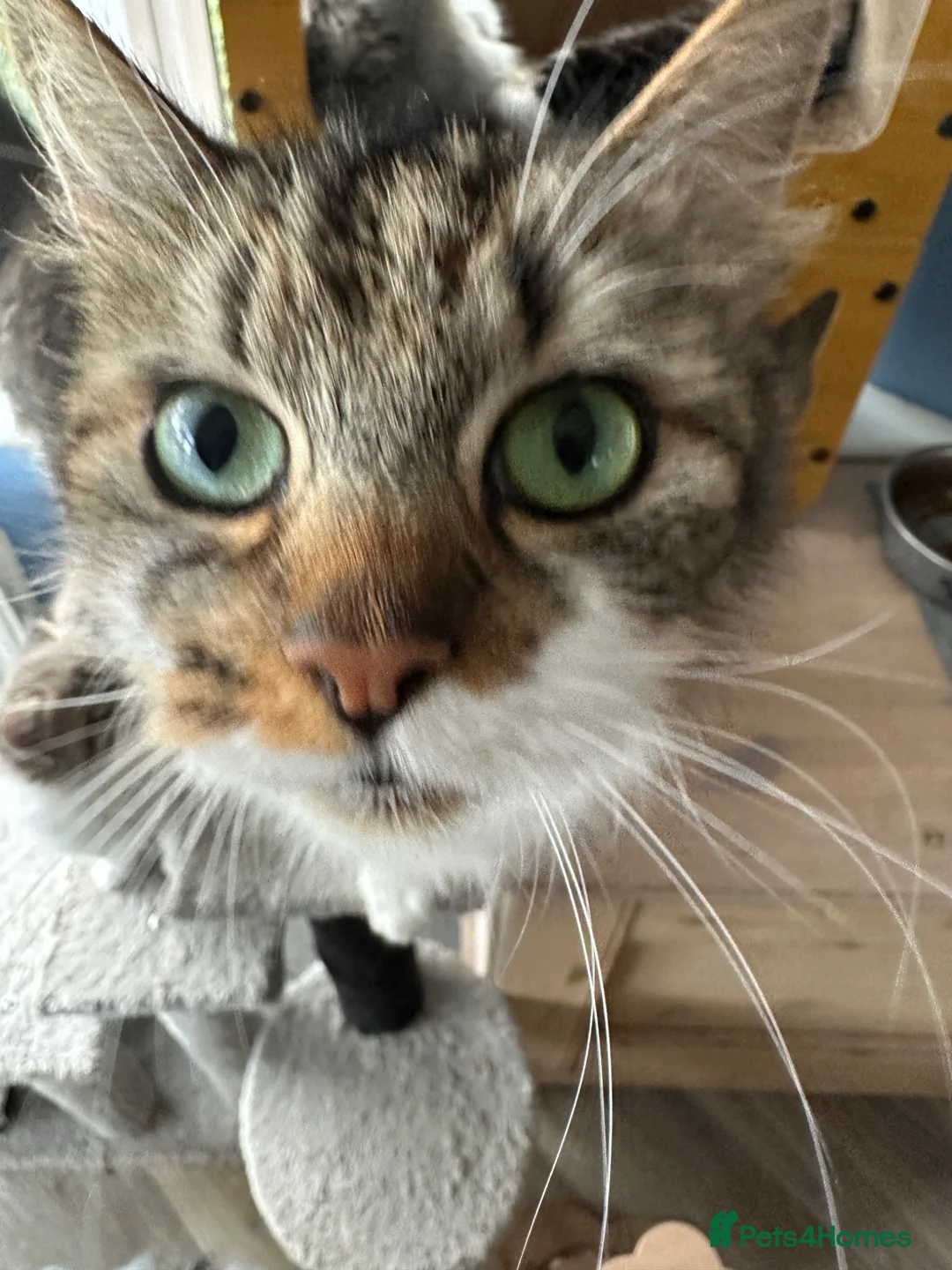 Mixed Breed cats for sale: Beautiful Kittens READY NOW!!! - Advert 2