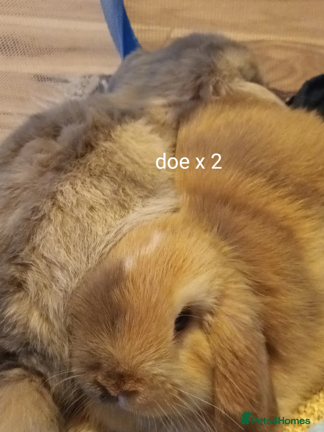 Mini Lop rabbits for sale: Minilop rabbits for sale. - Advert 3