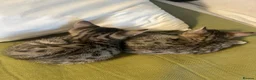 Mixed Breed cats for sale: Savannah x Maine Coon kittens - Advert 4