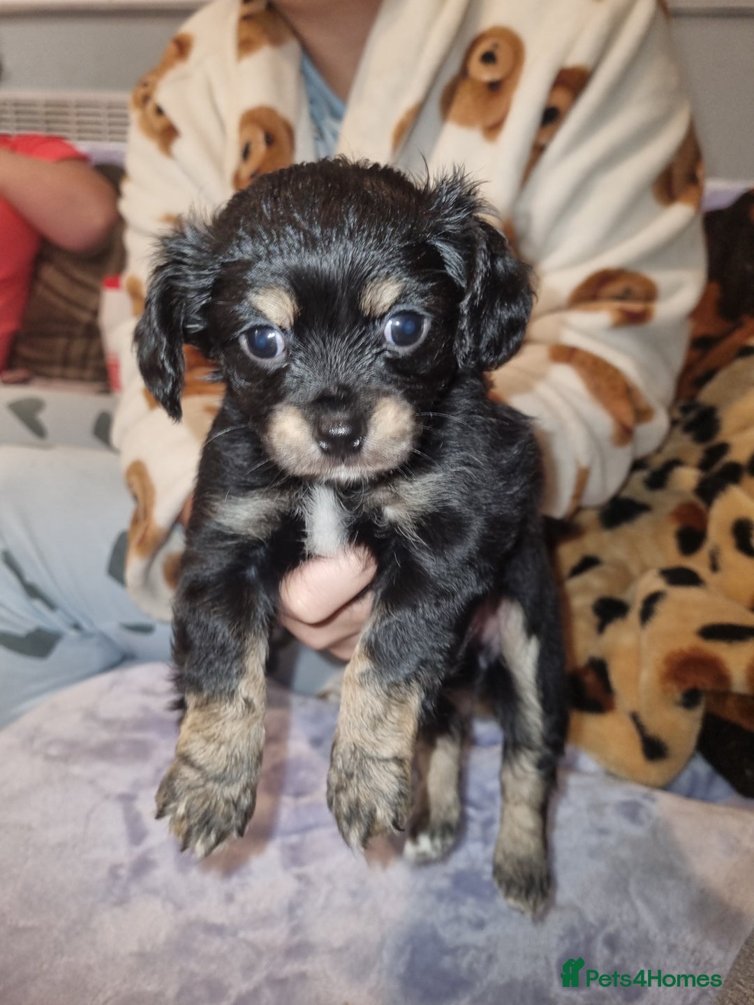 Mixed Breed dogs for sale: Chav-chi  - Image 2
