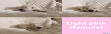 light pink female