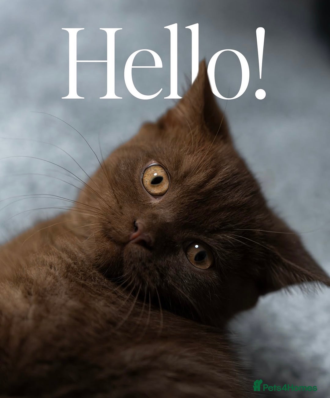 British Shorthair cats for sale: Gorgeous BSH Kittens – Cinnamon, Lilac & Black 🐾 - Advert 1