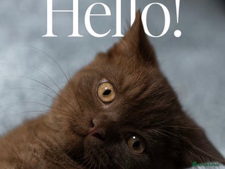 British Shorthair cats Gorgeous BSH Kittens – Cinnamon, Lilac & Black 🐾 - Advert 1