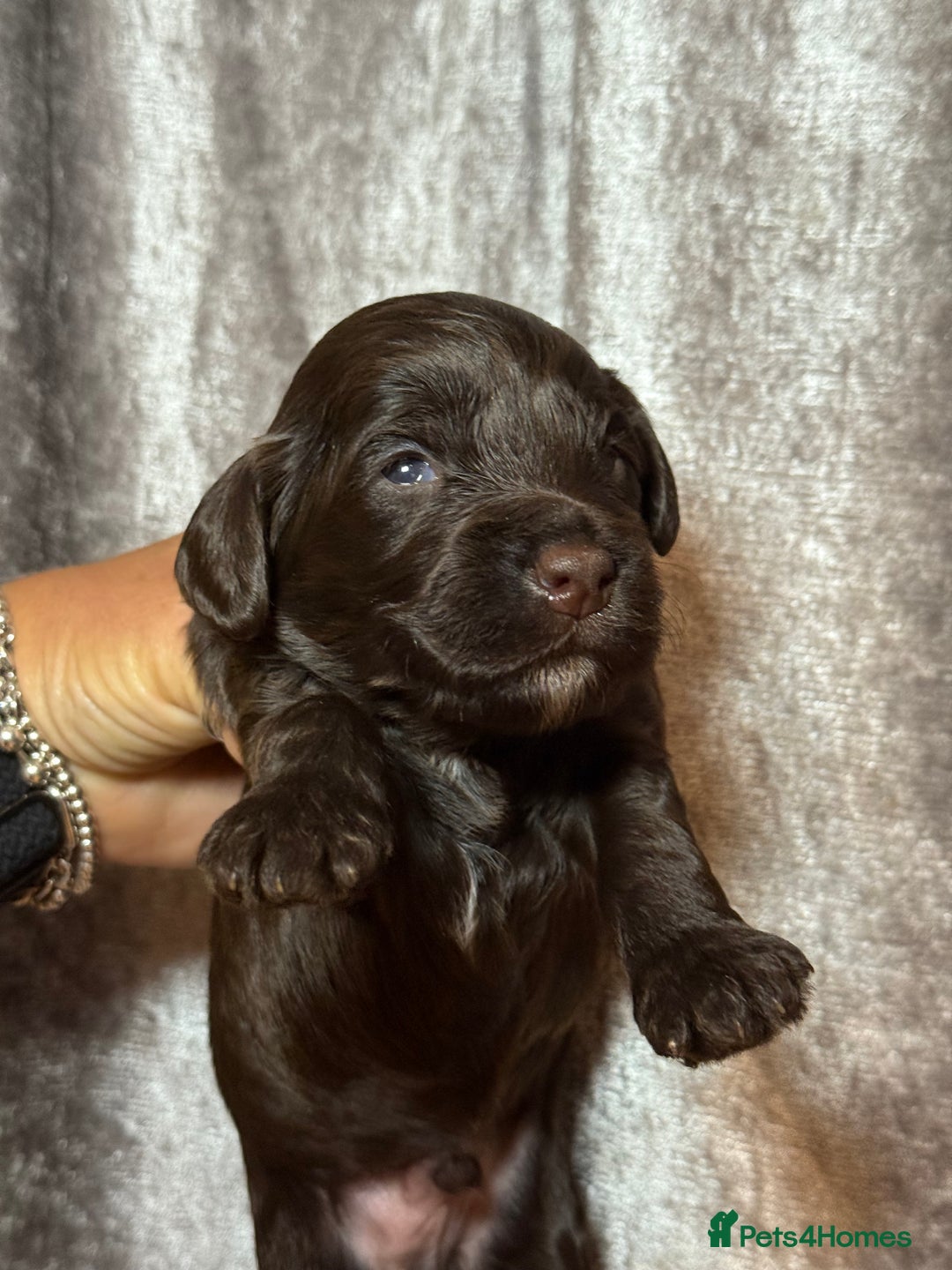 Cockapoo dogs for sale: F1 Cockapoo , Array of colours  - Image 4
