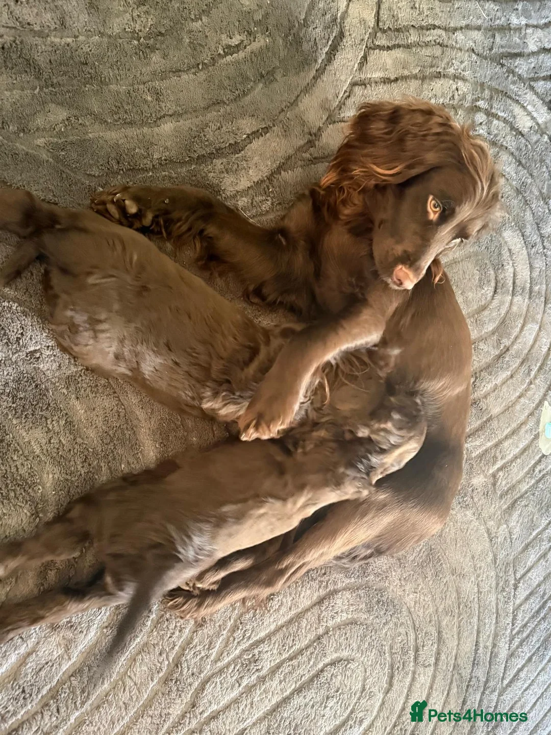 Sprocker dogs for sale: Spectacular Sprocker Boys - Advert 1