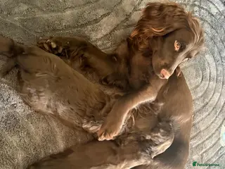 Sprocker dogs Spectacular Sprocker Boys - Advert 11