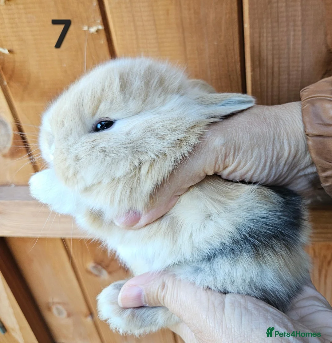 Mini Lop rabbits for sale: Mini lop babies  - Advert 12