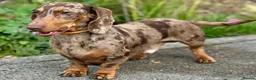 Miniature Dachshund dogs for sale: KC registered. Miniature Dachshunds. PRA clear. - Advert 12