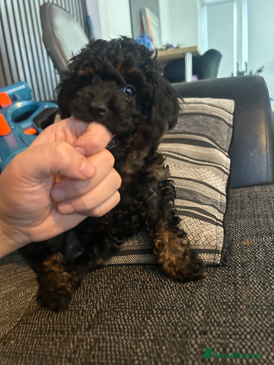 Poochon dogs for sale: poochon  - Advert 5