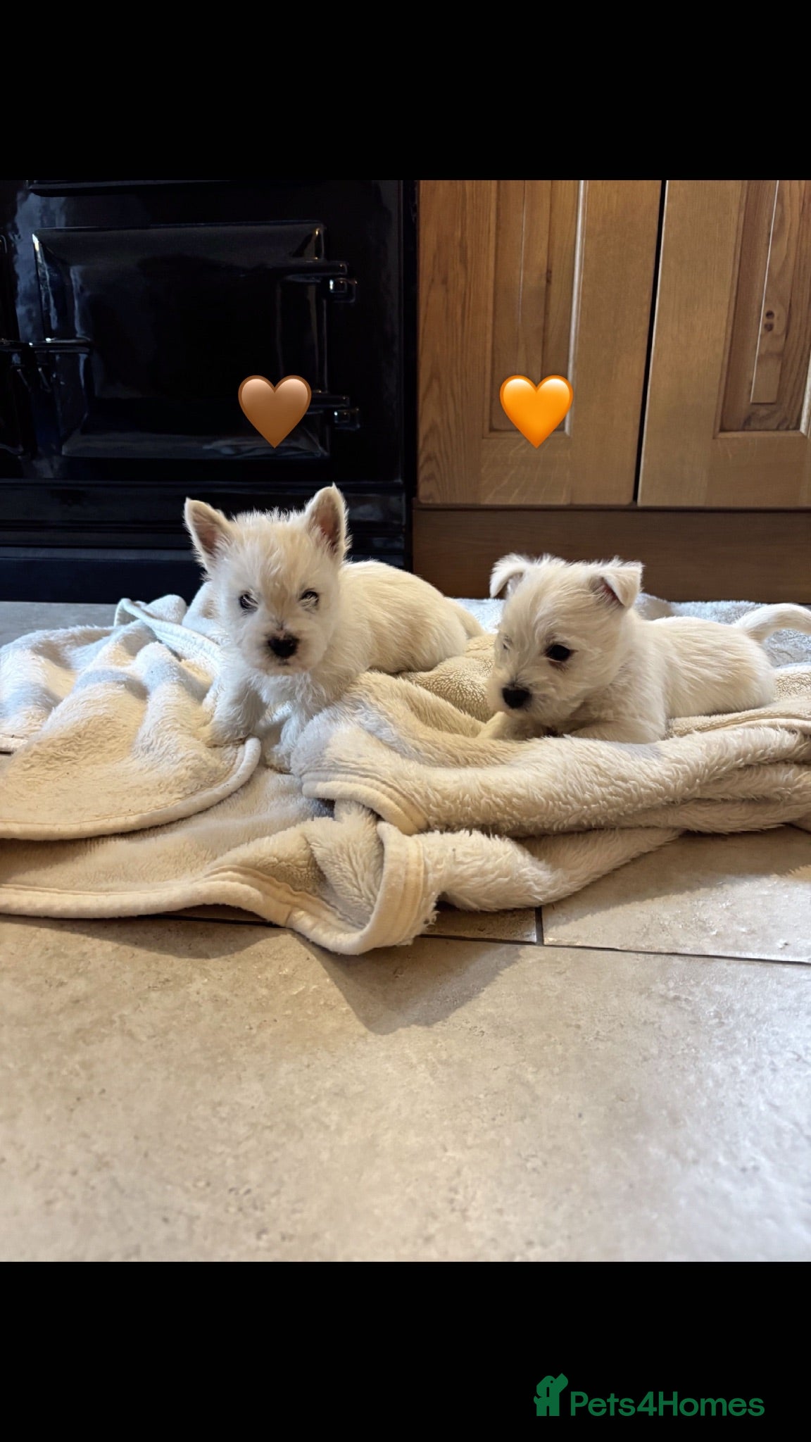 West Highland Terrier dogs 5 Gorgeous KC Registered West Highland Terriers - Advert 2