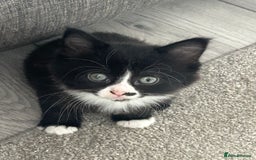 Mixed Breed cats for sale: Mixed breed kittens - Image 29