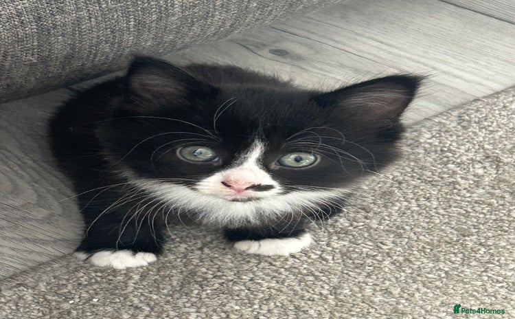 Mixed Breed cats - Advert 13