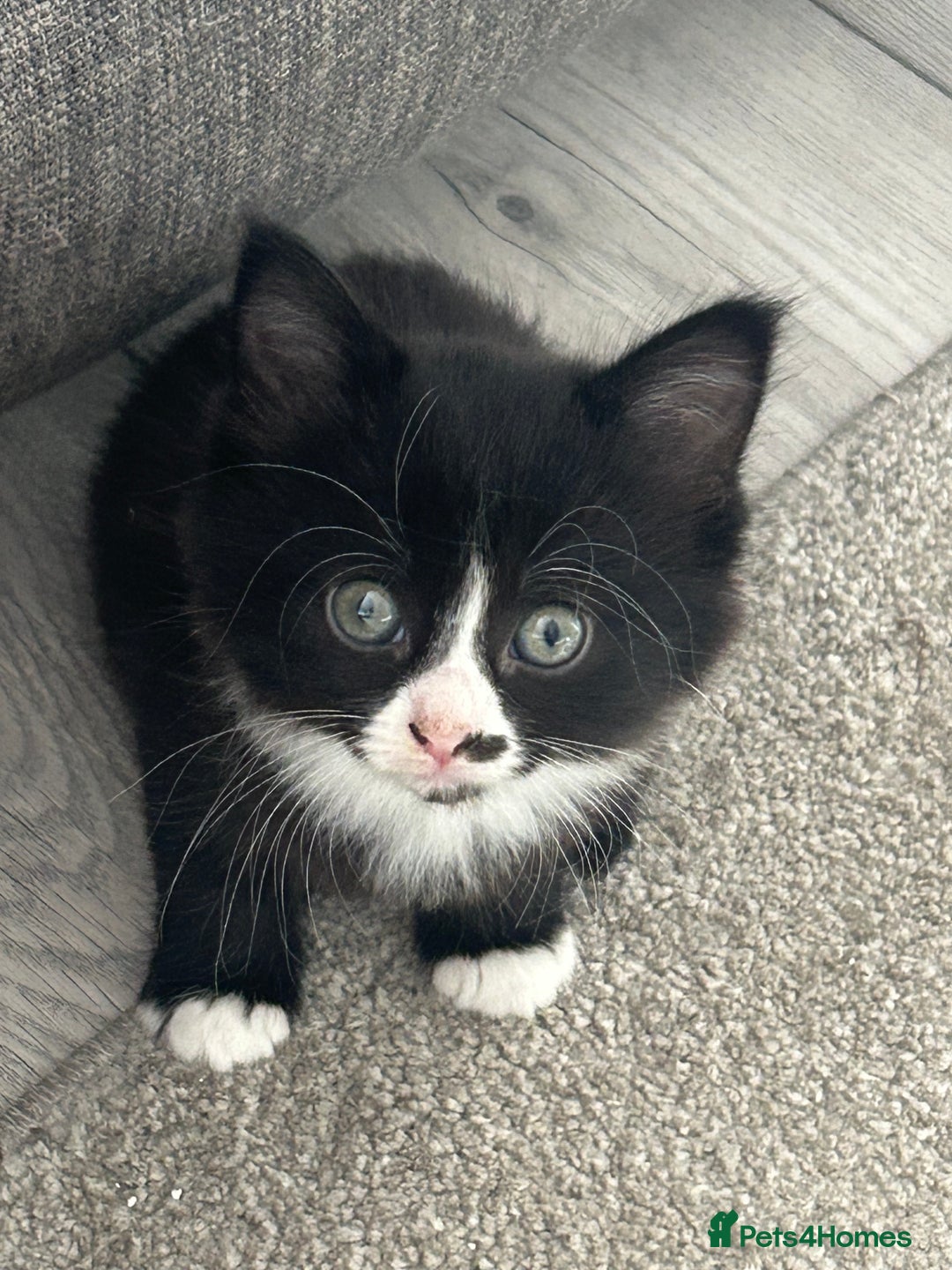Mixed Breed cats for sale: Mixed breed kittens - Image 29