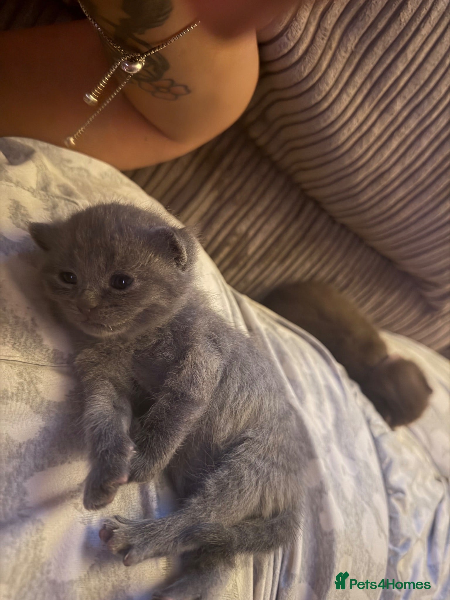 Mixed Breed cats British shorthair kittens - Advert 6