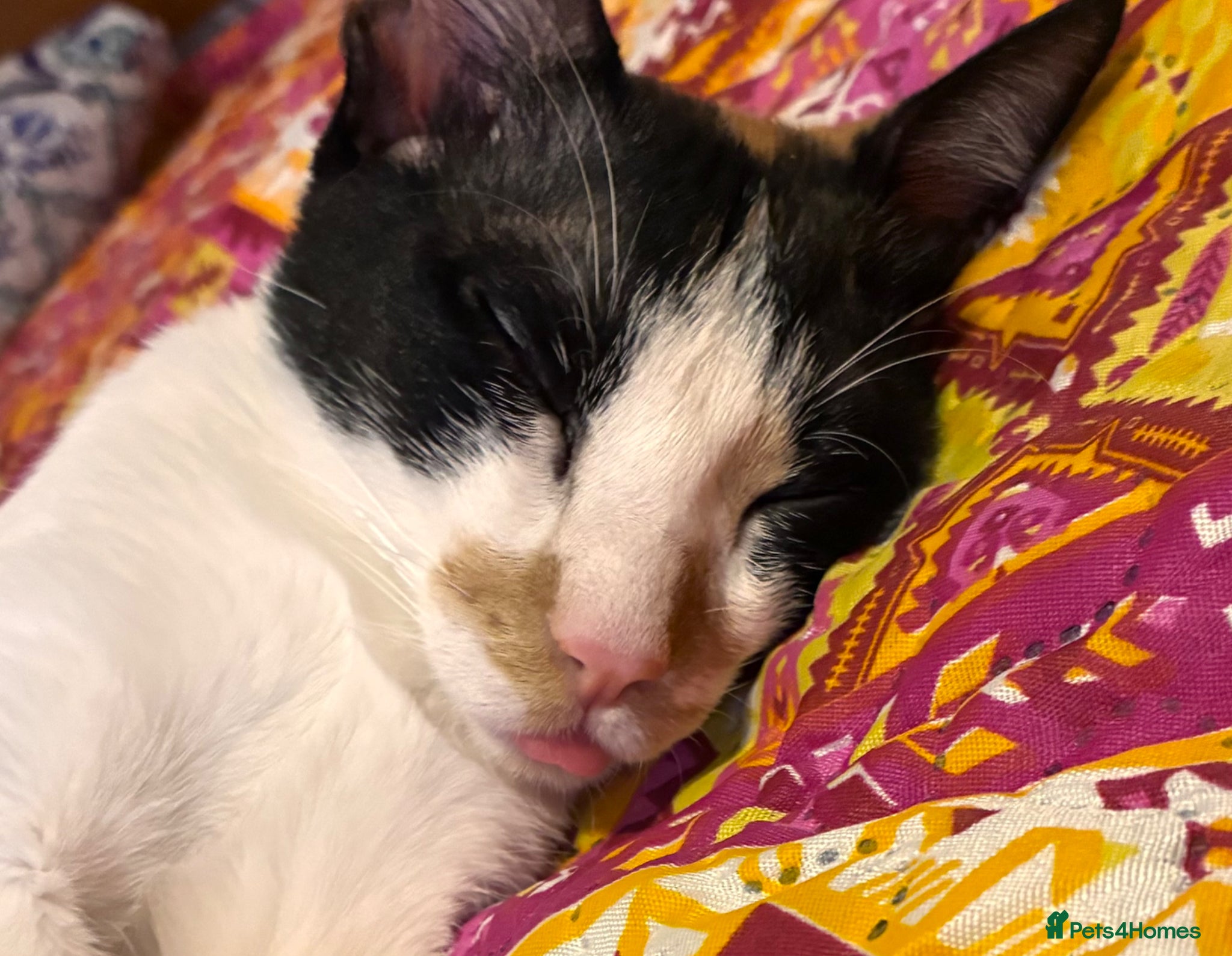 Arabian Mau cats for sale: Looking for loving home, with garden/safe roaming  - Advert 4