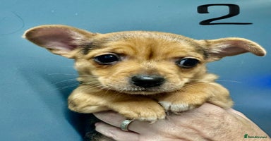 Mixed Breed dogs - Advert 12