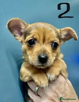 Mixed Breed dogs - Advert 1