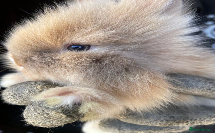 Lionhead rabbits - Advert 2