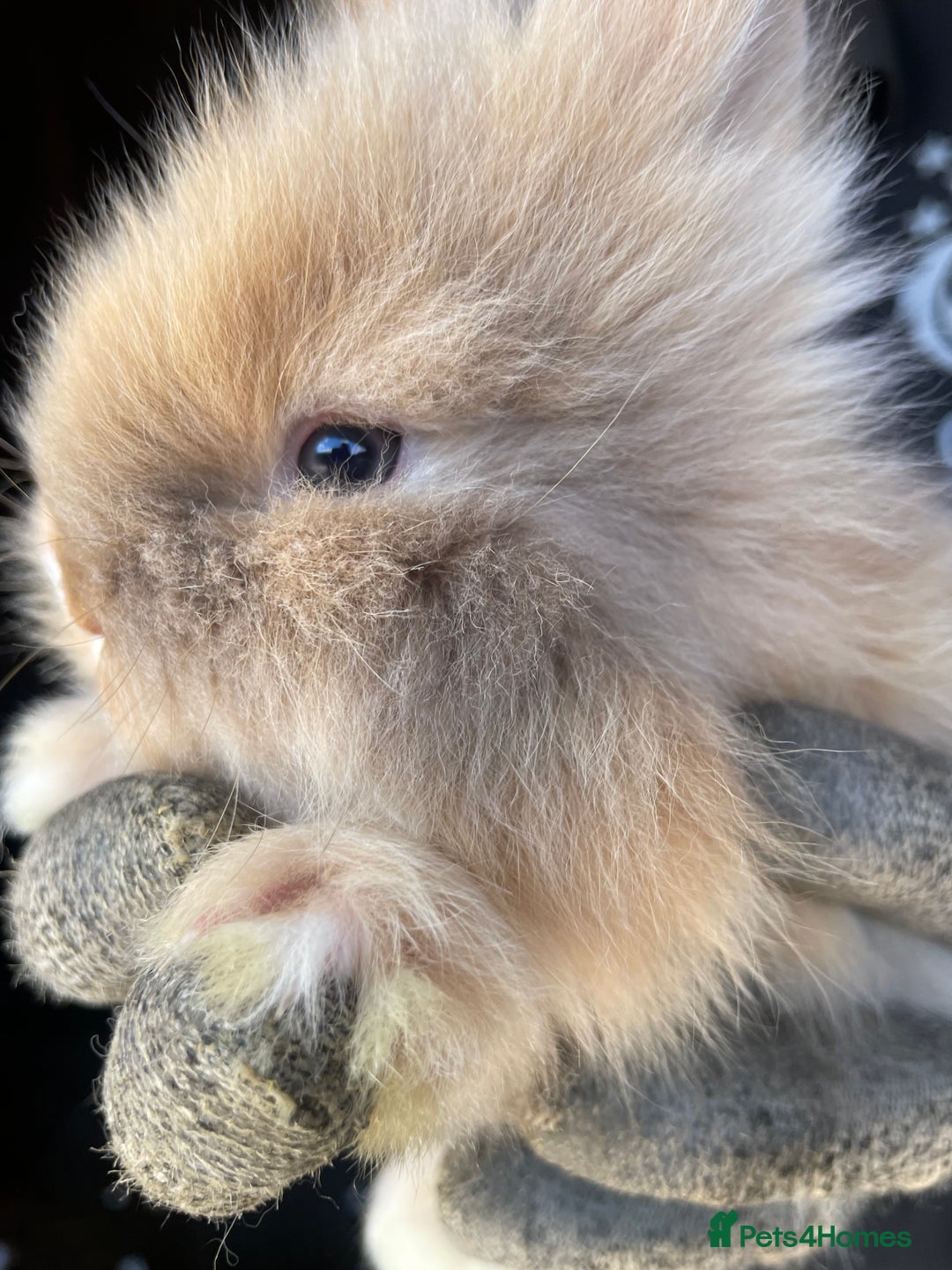 Lionhead rabbits for sale: Beautiful Lion head Baby Bunnies  - Image 1