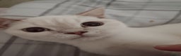 British Shorthair cats for sale: Flame point british shorthair  - Advert 4