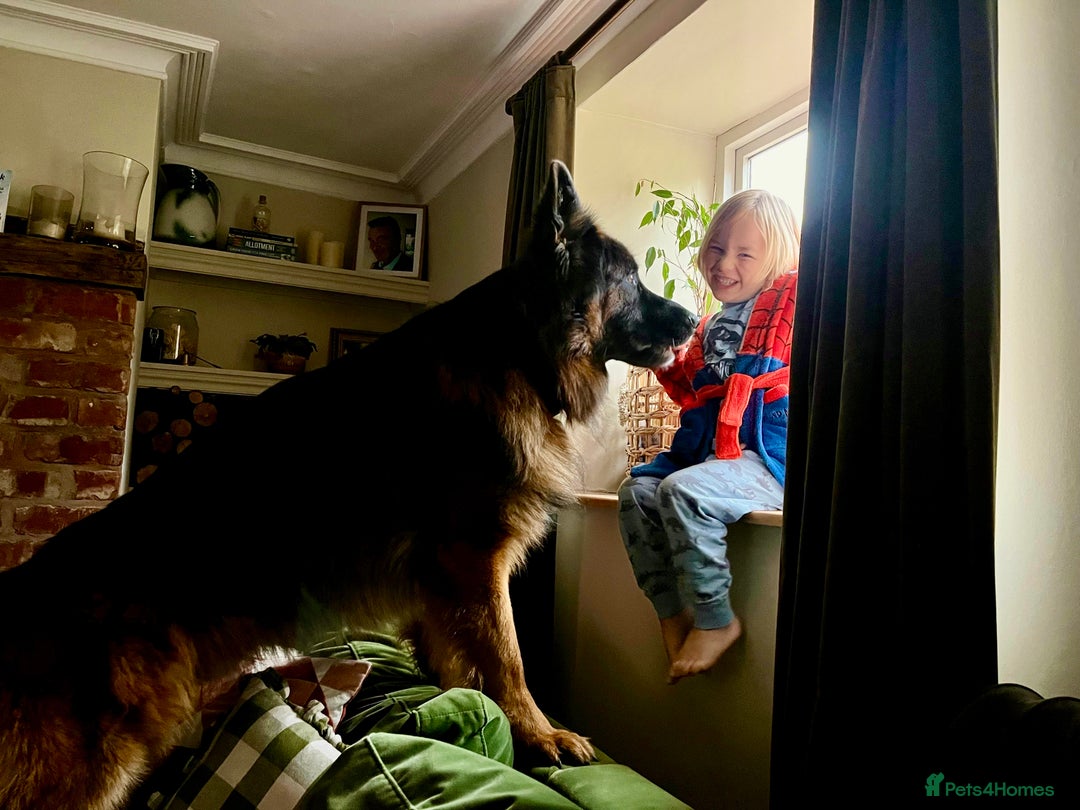 German Shepherd dogs for sale: Puppies - Long hair/Straight back German Shepherd - Advert 7