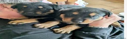 Mixed Breed dogs for sale: Rottweiler x German Shepard protection puppies in Atherstone - Advert 12