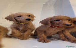 Labradoodle dogs for sale: F1 Miniature labradoodles 4 GIRLS LEFT  - Image 3