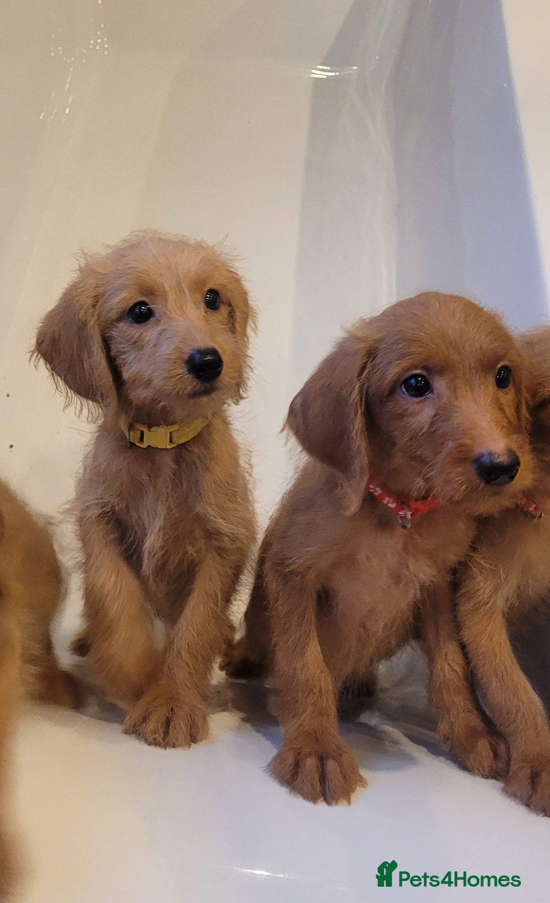 Labradoodle dogs for sale: F1 Miniature labradoodles 4 GIRLS LEFT  - Image 3