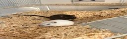 Gerbil rodents for sale: 2 Gerbils and starter set up!  in Birmingham - Advert 3
