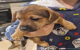 Mixed Breed dogs for sale: Beautiful Patterdale × Jack Chi Puppies - Image 3