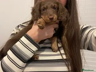 Miniature Dachshund dogs REDUCED AS LAST GIRL LEFT Mini Dachshund Long Hair - Advert 14