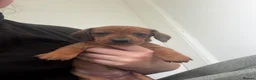 Dachshund dogs for sale: Standard Dachshunds Glasgow - Advert 9